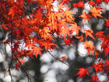 Close-up of autumnal leaves on tree during autumn