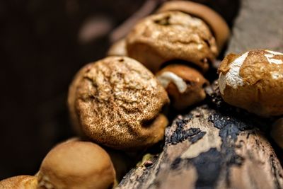 Close-up of mushrooms