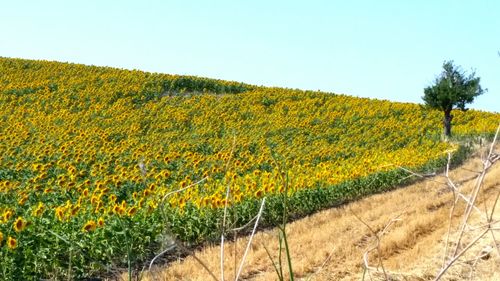 Sunflowers growing in field