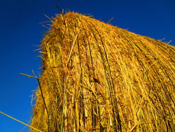 Low angle view of dry plants against clear blue sky