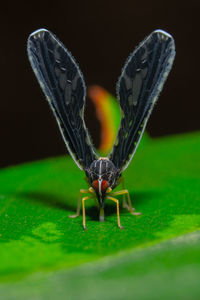 Close-up of butterfly on leaf