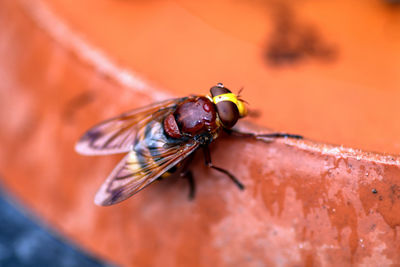 Close-up of hornet on plant pot