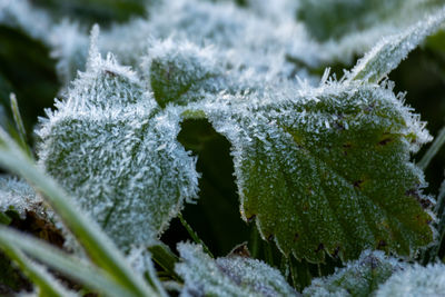 frost