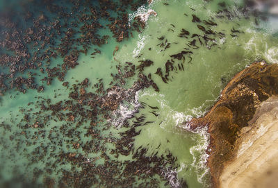 High angle view of fishes swimming in sea