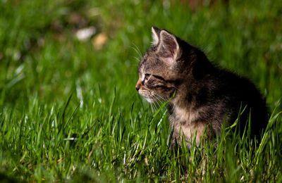 Cat looking away in a field