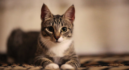 Close-up portrait of tabby kitten