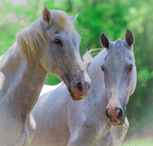 Close-up of two horses on field