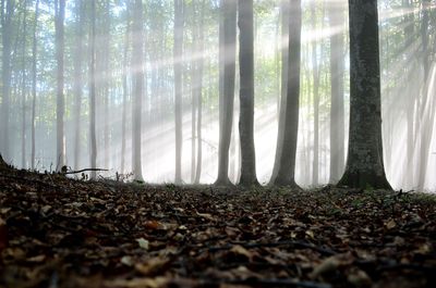 Surface level of trees in forest