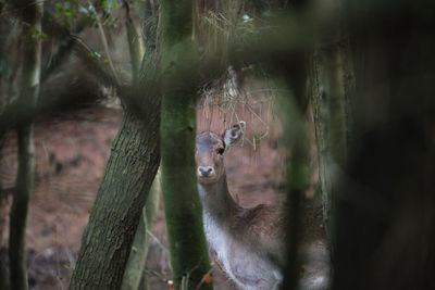 View of an animal on tree trunk