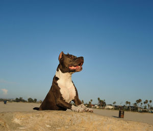 Dog sitting on beach against clear sky