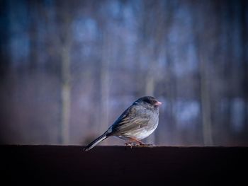 Close-up of bird perching outdoors