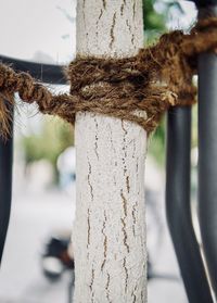 Close-up of rope tied to wooden pole