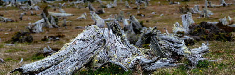 Close-up of tree trunk on field in forest