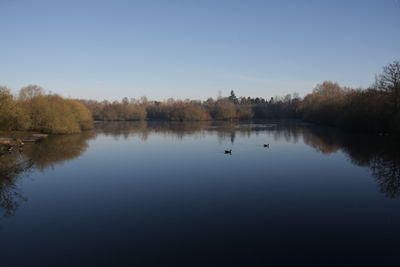 Swan swimming in lake against clear sky