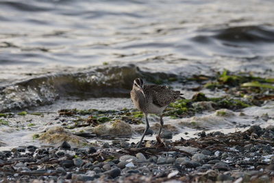 Bird on rock at beach