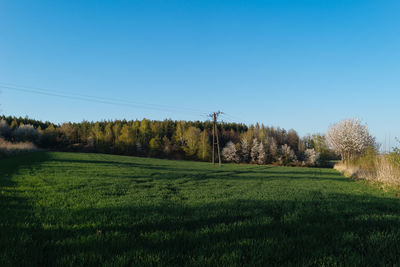 Scenic view of field against clear sky