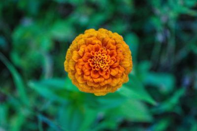 Close-up of orange marigold flower