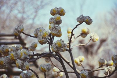 Close-up of fresh flower tree against sky