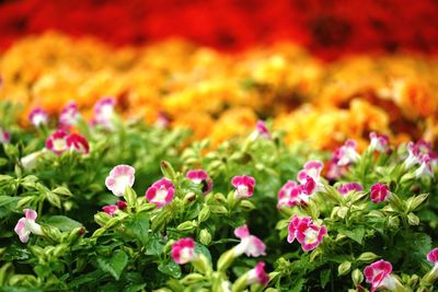 Close-up of pink flowering plants