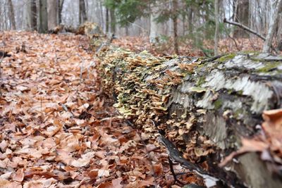 Fallen leaves on tree trunk in forest