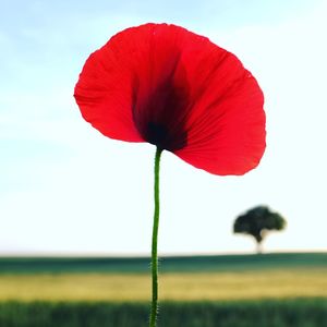 Close-up of red poppy flower against sky