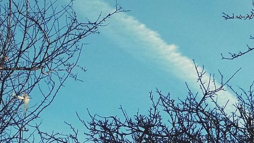 Low angle view of bare tree against blue sky