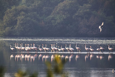 Birds in a lake