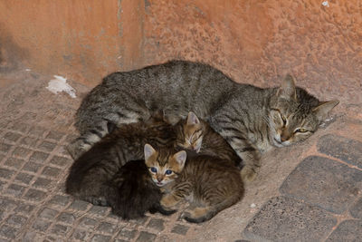 High angle view of cats resting