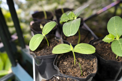 Young green cucumber seedling sprouts in seedling pots. growing of vegetables.