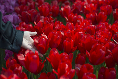Close-up of red tulip flowers