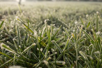 Close-up of crops growing on field