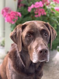 Close-up portrait of dog