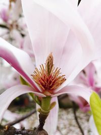 Close-up of white pink flower