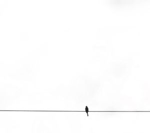 Low angle view of bird perching on cable against clear sky