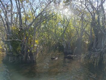 Swan swimming in lake by trees in forest