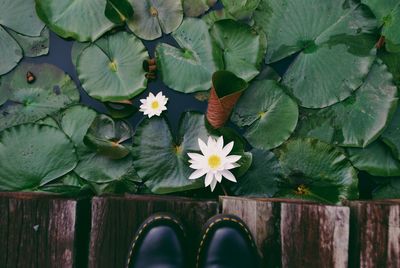 Low section of person standing on jetty by white water lily in pond