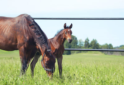 Horses on field