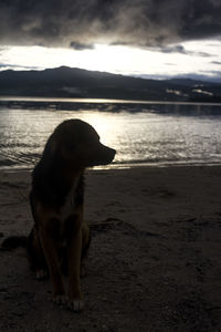 Dog sitting on beach against sky during sunset