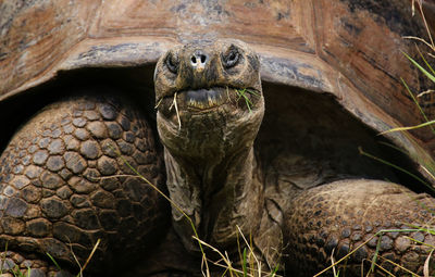 Close-up of tortoise