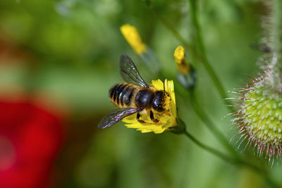 Close-up of bee pollinating on flower