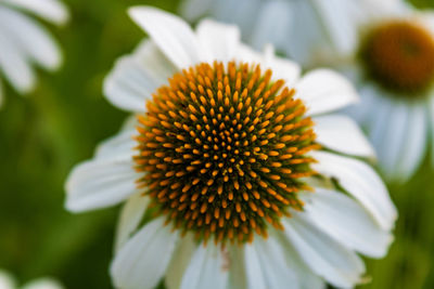 Close-up of white daisy flowers