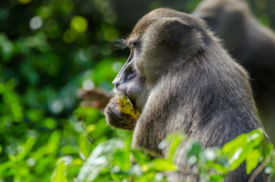 Close-up of monkey eating