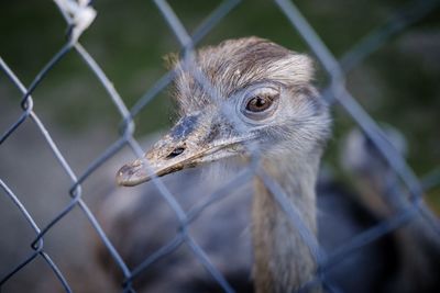 Close-up of bird looking through chainlink fence