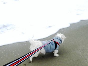 Low section of person with dog on snow