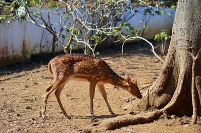 The fawn is looking for food photo