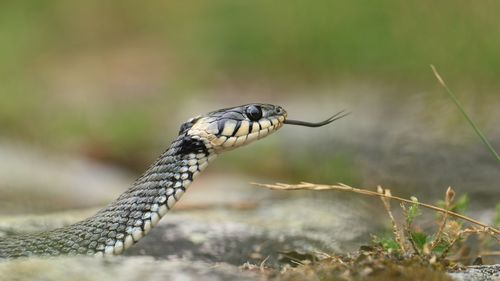 Close-up of snake sticking out tongue on field