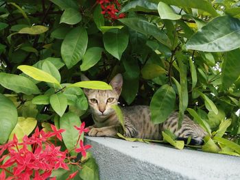 Portrait of cat amidst plants