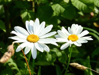 Close-up of white and yellow flowering plant