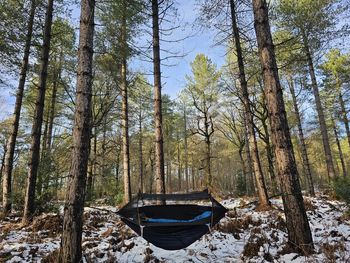 Scenic view of forest