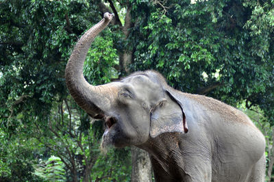 Elephant in a forest